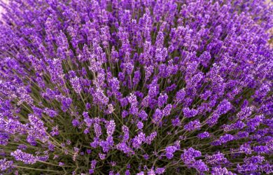 Autumn Statement 2025